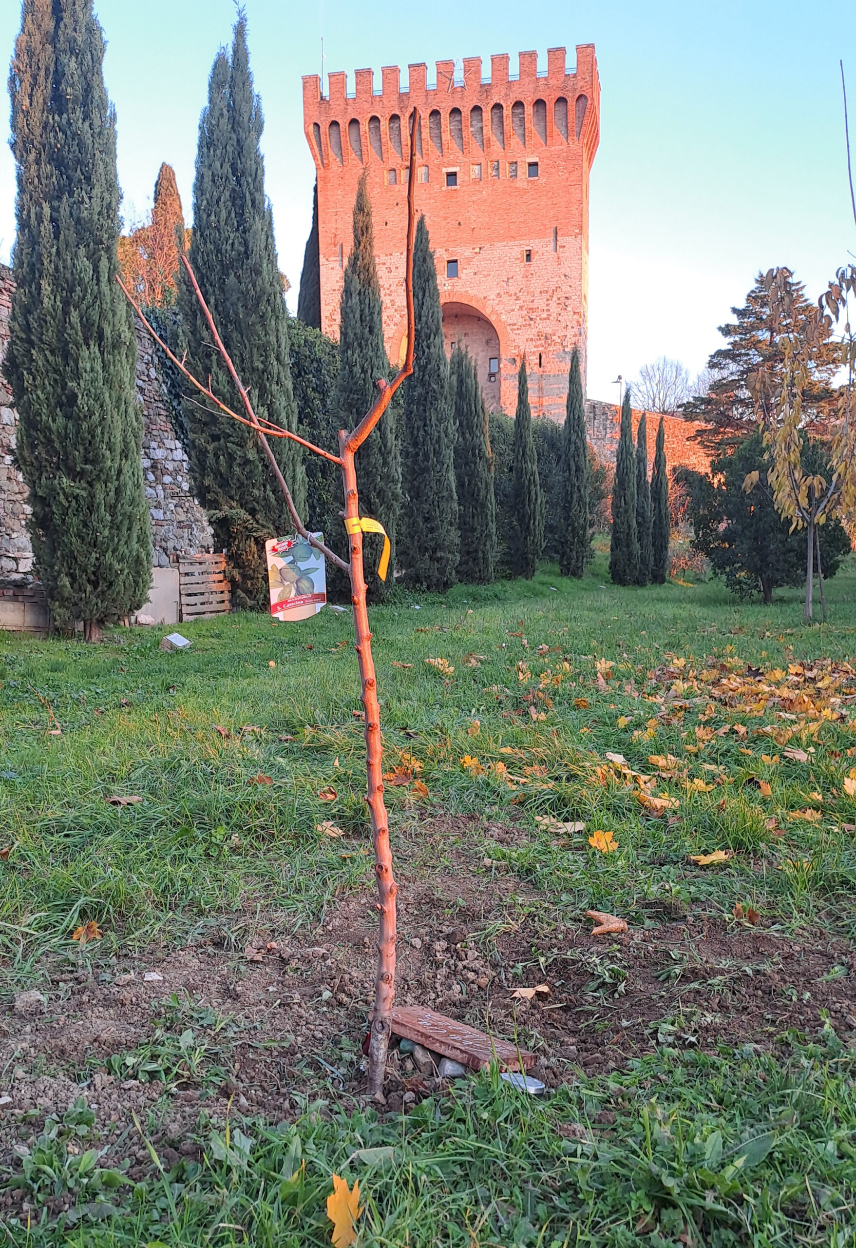 Un mandorlo per Cecilia